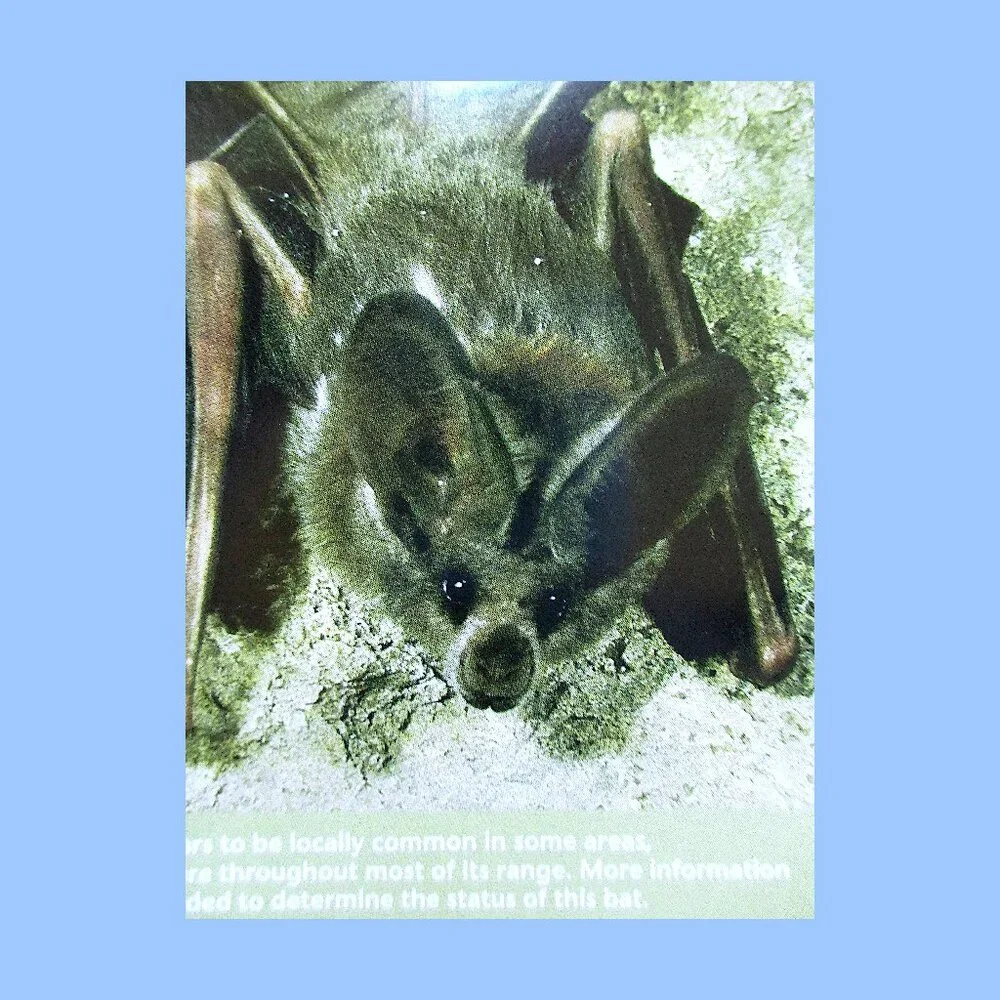 Book: Stokes Beginner's Guide to Bats -- a pocket-sized field guide - Picture 8 of 16